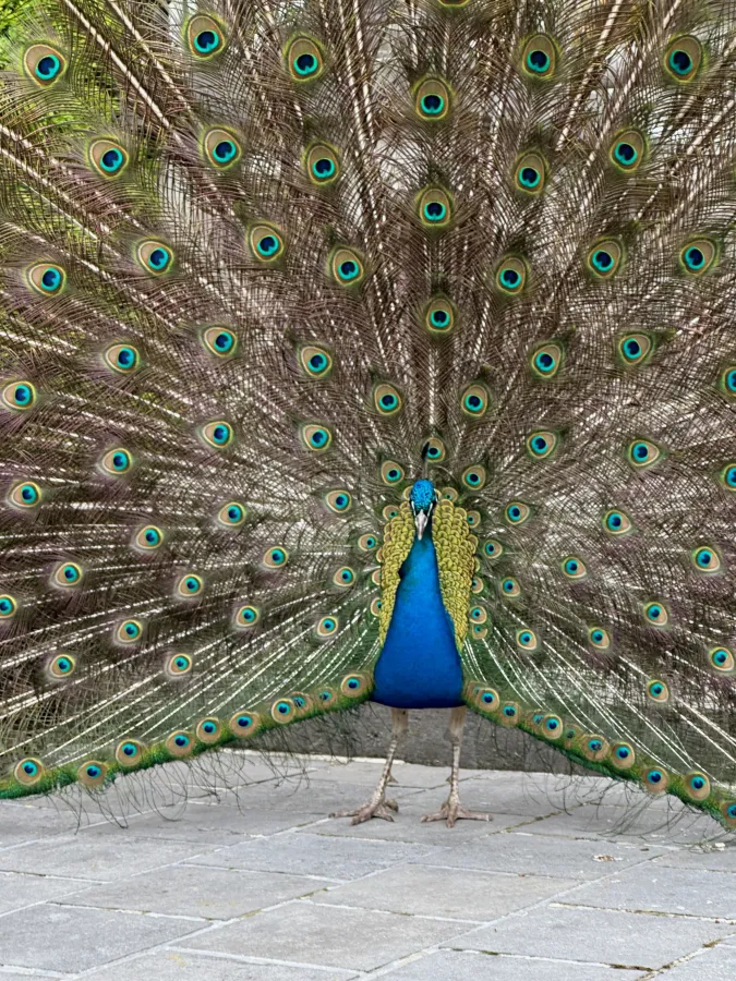 Detail of a peacock’s feathers in the castle park